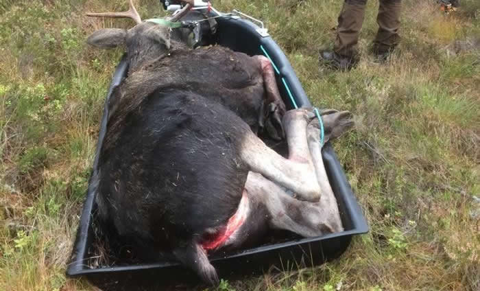 elg jakt hs xsled